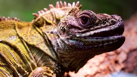 Close up of Mona iguana lizard Stock Footage 145569431