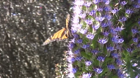 Close up of Monarch Butterfly in Big Sur Stock Footage 44068121