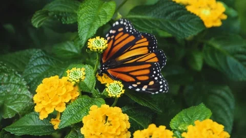 Close up of Monarch butterfly on a flower Stock Footage 309145832