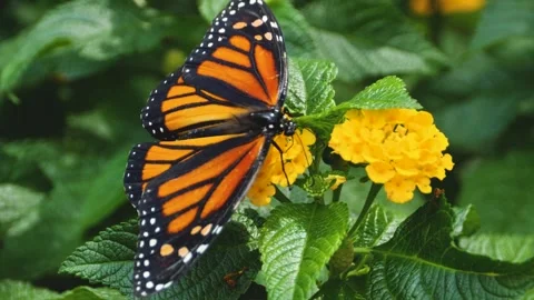 Close up of Monarch butterfly on a flower Stock Footage 309145910