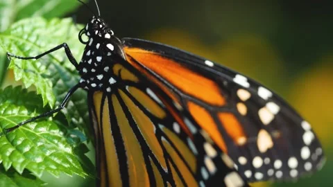 Close up of Monarch butterfly on a flower Stock Footage 309146069