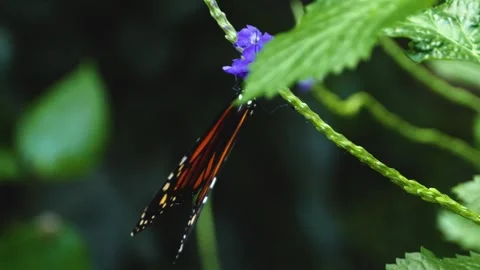 Close up of Monarch butterfly on a flower Stock Footage 309147358