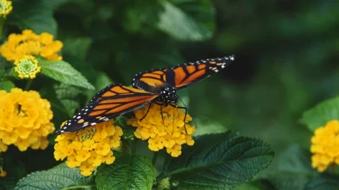 Close up of Monarch butterfly on a flower Stock Footage 309147402