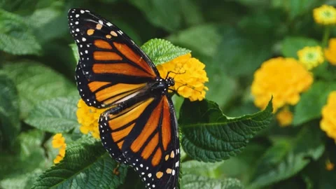 Close up of Monarch butterfly on a flower Stock Footage 309147559