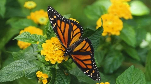 Close up of Monarch butterfly on a flower Stock Footage 309147583