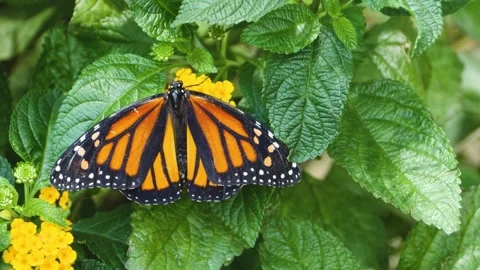 Close up of Monarch butterfly on a flower Stock Footage 309147639