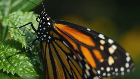 Close up of Monarch butterfly Stock Footage 135035714