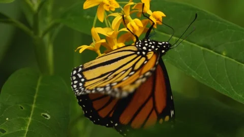 Close up of a monarch butterfly Stock Footage 136040061