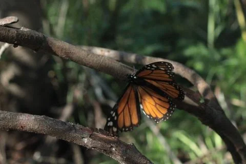 Close Up of Monarch Butterfly Stock Photos