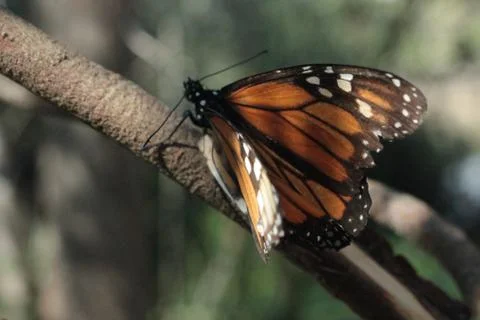 Close Up of Monarch Butterfly Stock Photos