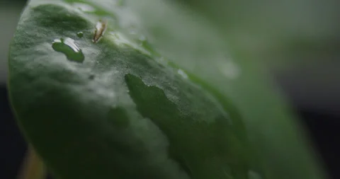 Close Up of money plant leaf splashed with water droplets Stock-Footage 245296017