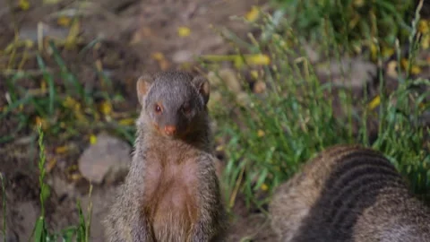 Close up of a mongoose digging Stock Footage 254227876