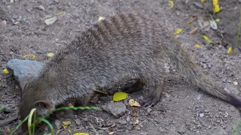 Close up of a mongoose digging  Video stock 254270187