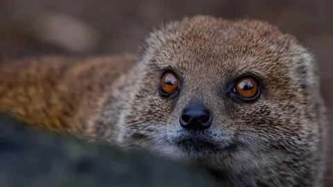 Close Up of Mongoose Face With Amber Eyes Stock Footage 336267812