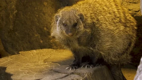 Close up of Mongoose Stock Footage 139116281