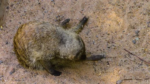 Close up of Mongoose  Stock Footage 142970639