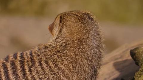 Close up of mongoose Stock Footage 238872786