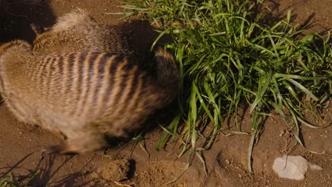 Close up of mongoose Stock Footage 238874181