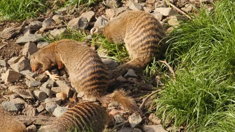 Close up of mongoose Stock-Footage 238878777
