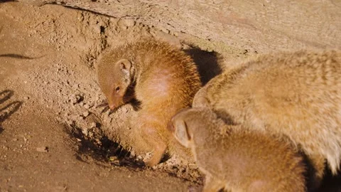 Close up of a mongoose Stock Footage 238949325