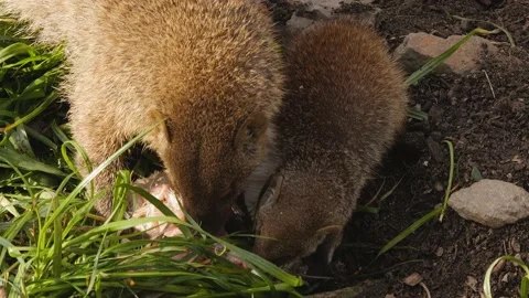 Close up of a mongoose  Stock Footage 238949742