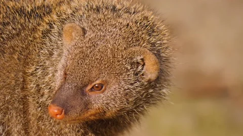 Close up of a mongoose Stock Footage 238981259