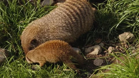 Close up of a mongoose Stock Footage 238983345
