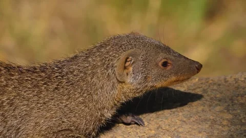 Close up of mongoose Stock Footage 253340872