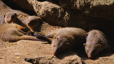 Close up of mongoose Stock Footage 253341699