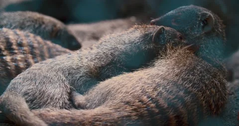 Close up of mongoose from the front looking into the camera Stock-Footage 138128174