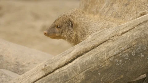 Close up mongoose head behind a log Video stock 105363524