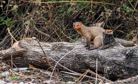 Close up of Mongoose Stock Photos