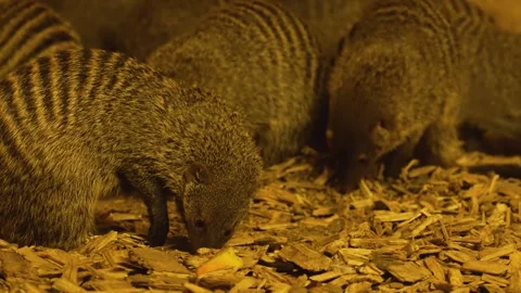 Close up of Mongoose searching Video stock 263050818