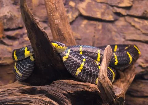 Close up on mongorova snake on tree Fotos Stock