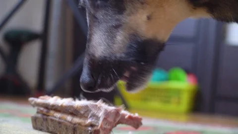 Close up mongrel dog eats appetitis bone at home on carpet Stock Footage 128628143
