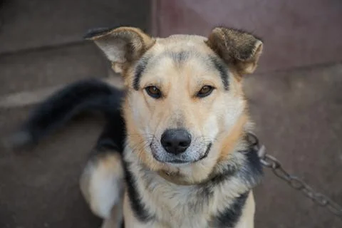 Close-up of a mongrel dogs muzzle, close-up of a dog on a chain in a rural ya Stock Photos