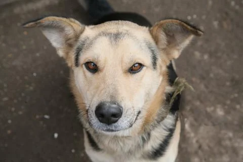 Close-up of a mongrel dogs muzzle, cute breedless dog, stray dog Foto stock