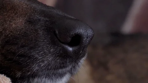 Close-up of mongrel dog's nose Stock Footage 103108209