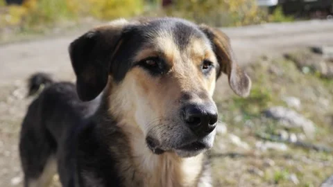Close-up of a mongrel wagging its tail outdoors in sunny weather Stock Footage 145512950