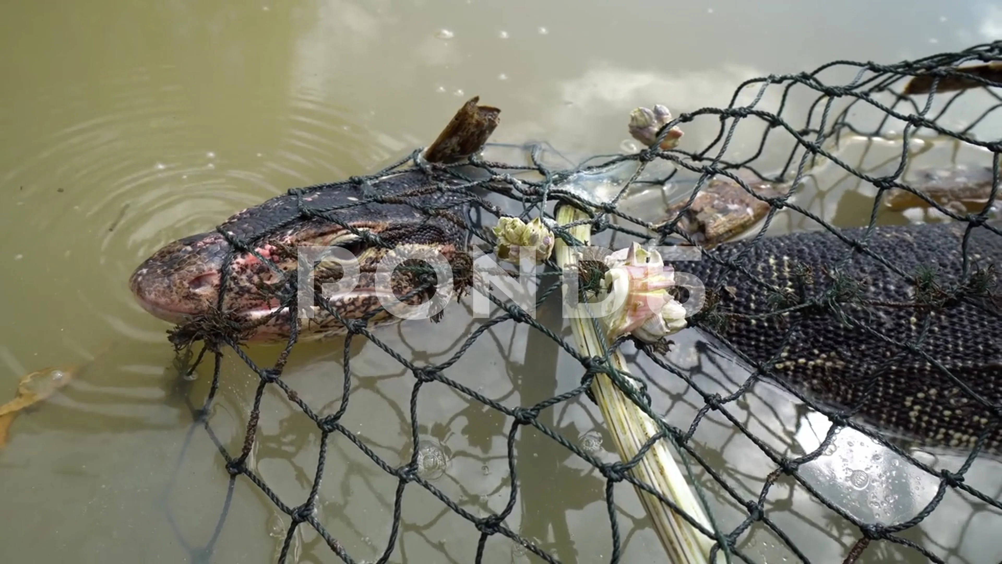 Close up the monitor lizard in crab trap, Stock Video