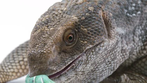 Close-up of a monitor lizard as it blinks its eyes showing the white Stock Footage 100231753