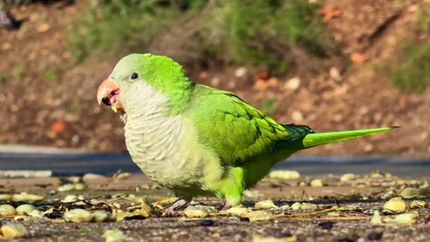Close up of a Monk parakeet eating. Ground-level pov Vídeos de archivo 328644811