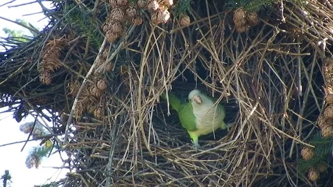 Close up of Monk Parakeet in entrance Stock Video Pond5