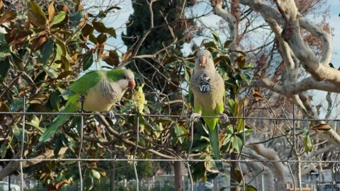 Close-up of monk parakeets sitting on fence and eating apples in park. 스톡 동영상 281637280