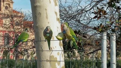 Close-up of monk parakeets sitting on fence and eating apples in park. 動画素材 282437935