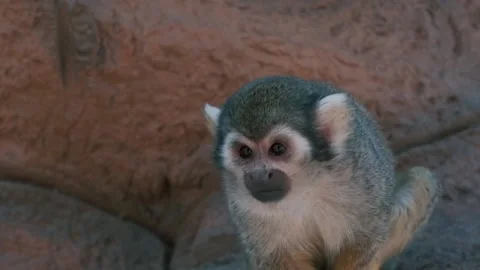 Close up of a monkey. Animal is sitting on a stone. Stock Footage 236494696