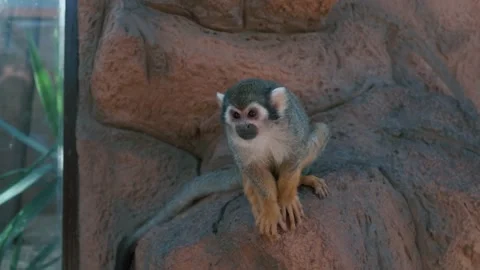 Close up of a monkey. Animal is sitting on a stone. Stock Footage 237109742