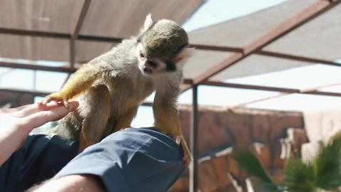 Close up of a monkey. Animal is sitting on a stone. Video stock 242608357