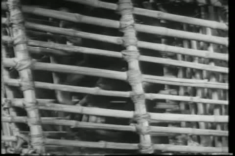 Close-up monkey in bamboo cage 動画素材 11349060