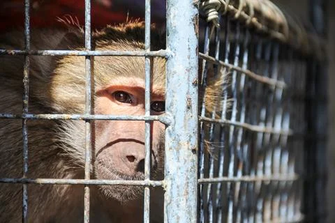 Close-Up of Monkey Behind Cage Representing Loneliness and Wildlife in Capt.. Foto stock